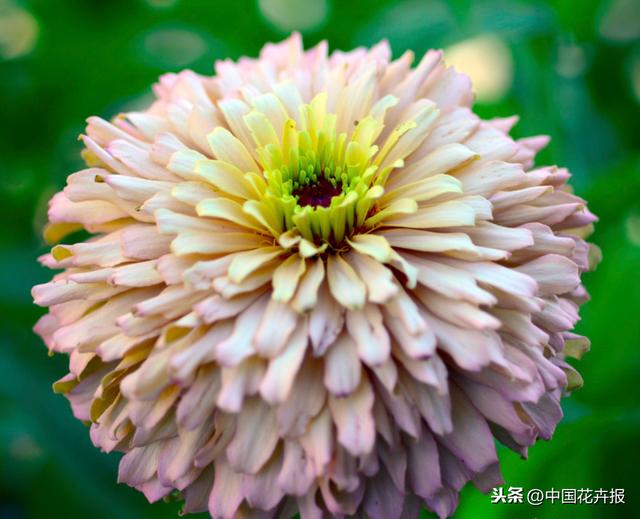 百日草也叫“步步高”，你知道为什么吗？