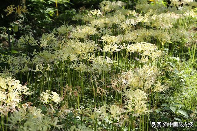 “花开不见叶，叶生不见花”，原来说的就是石蒜啊