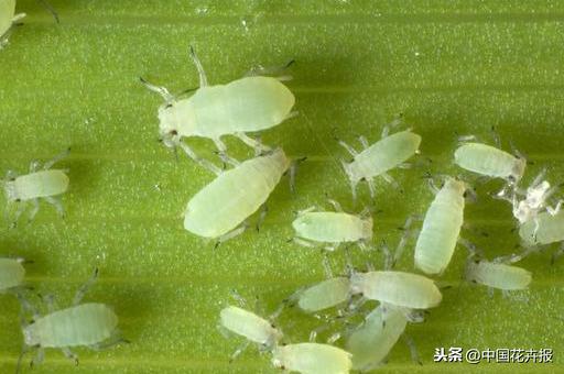 干货，请收藏！夏季月季病虫害防治小贴士