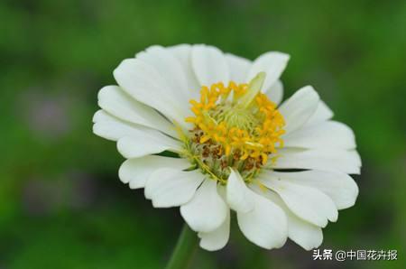 百日草也叫“步步高”，你知道为什么吗？