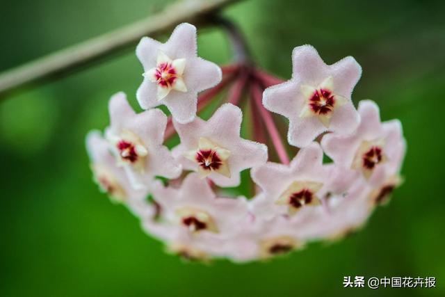除了“三宝”，打造花园你还需要这些花花草草