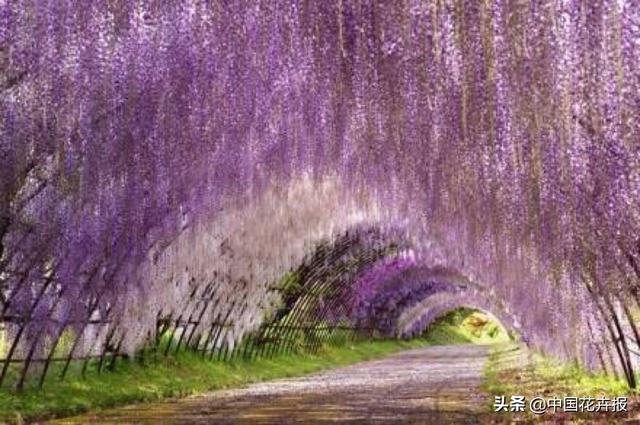 除了“三宝”，打造花园你还需要这些花花草草