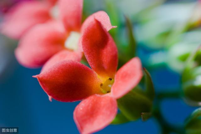 长寿花开花后，做好“4控”，花期长花色艳，轻松开满一整冬