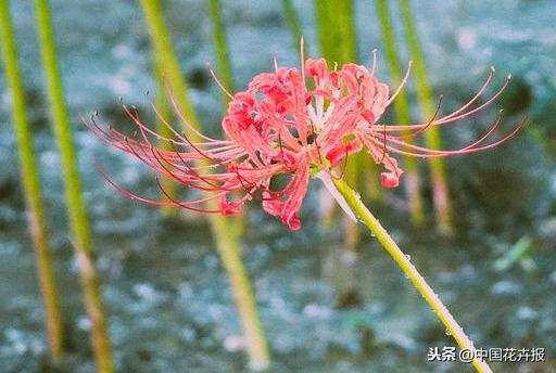“花开不见叶，叶生不见花”，原来说的就是石蒜啊