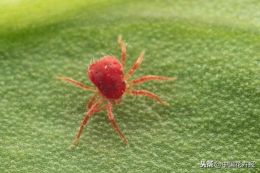 干货，请收藏！夏季月季病虫害防治小贴士