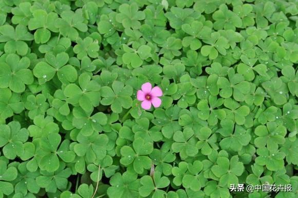 除了“三宝”，打造花园你还需要这些花花草草
