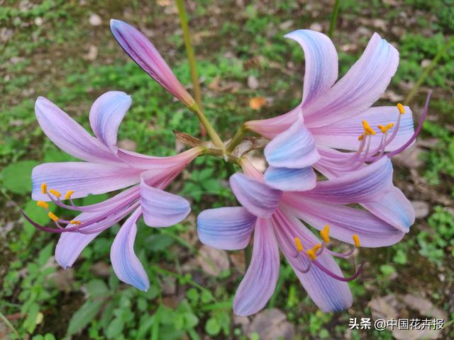 “花开不见叶，叶生不见花”，原来说的就是石蒜啊