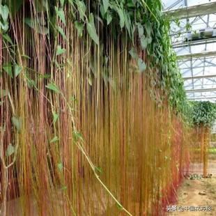 除了“三宝”，打造花园你还需要这些花花草草