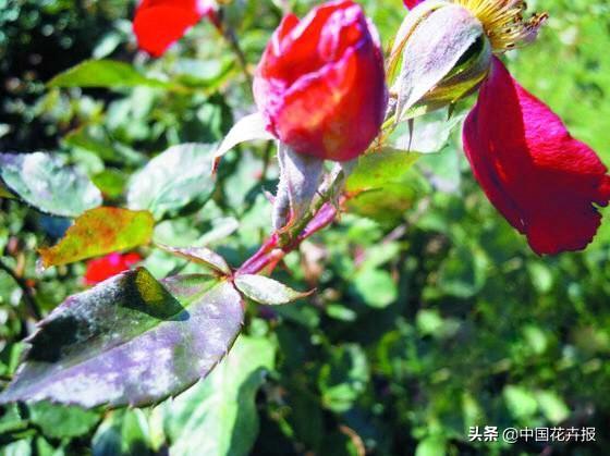 干货，请收藏！夏季月季病虫害防治小贴士