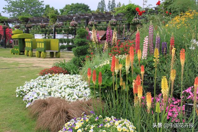 除了“三宝”，打造花园你还需要这些花花草草