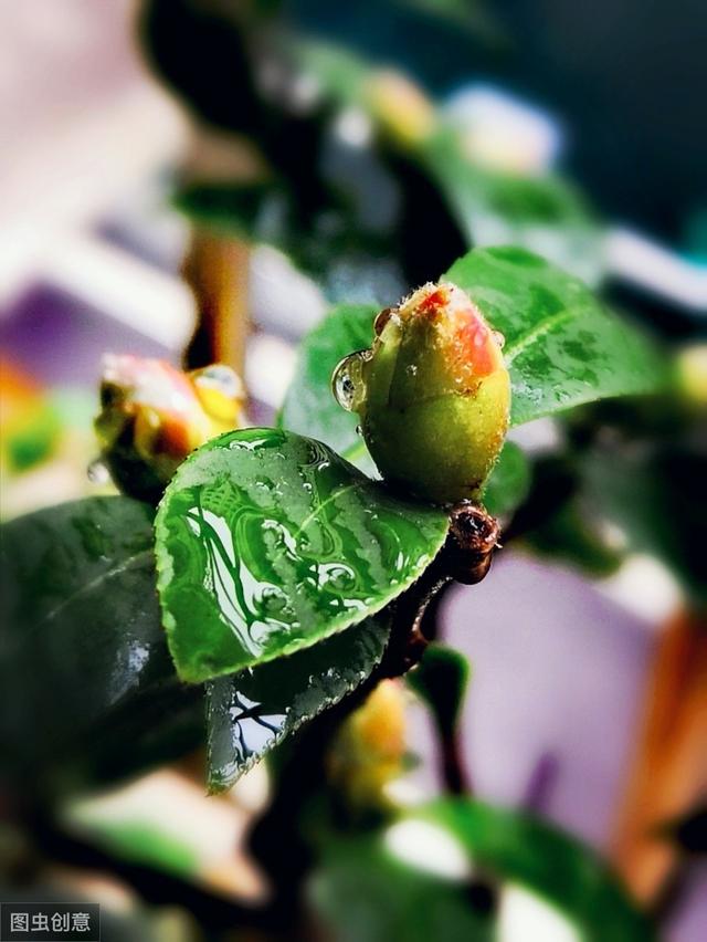 茶花花苞打不开？用上3个“土”方法，一夜绽放，满树花开