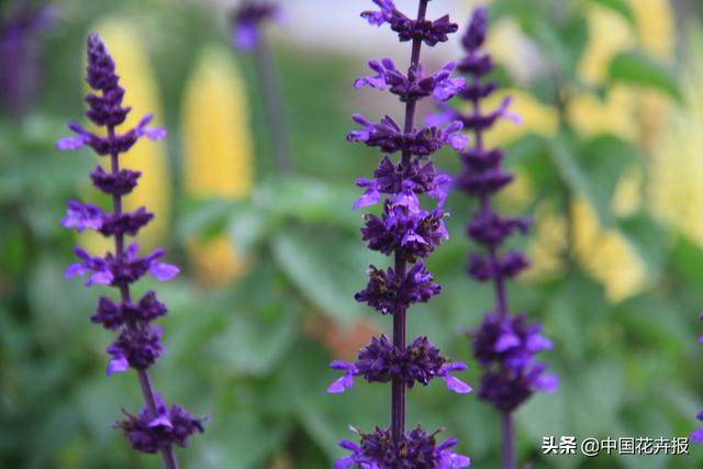 除了“三宝”，打造花园你还需要这些花花草草