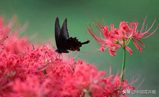 “花开不见叶，叶生不见花”，原来说的就是石蒜啊
