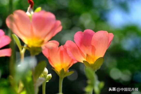 花如其名，生命力顽强到逆天的它就是“死不了”