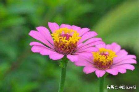 百日草也叫“步步高”，你知道为什么吗？