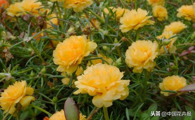 花如其名，生命力顽强到逆天的它就是“死不了”