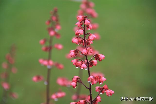 除了“三宝”，打造花园你还需要这些花花草草
