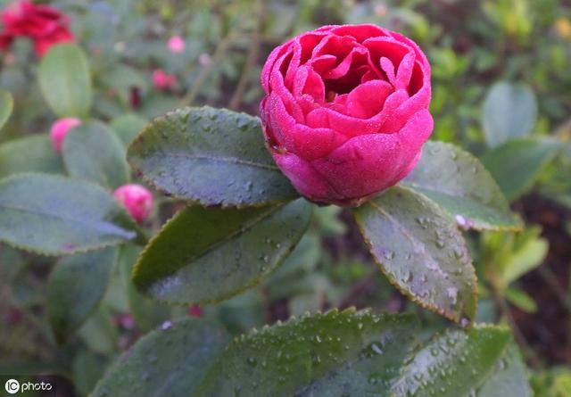 茶花花苞打不开？用上3个“土”方法，一夜绽放，满树花开