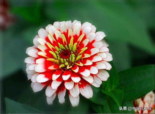 百日草也叫“步步高”，你知道为什么吗？
