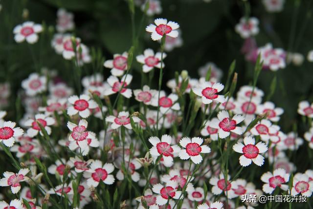 除了“三宝”，打造花园你还需要这些花花草草