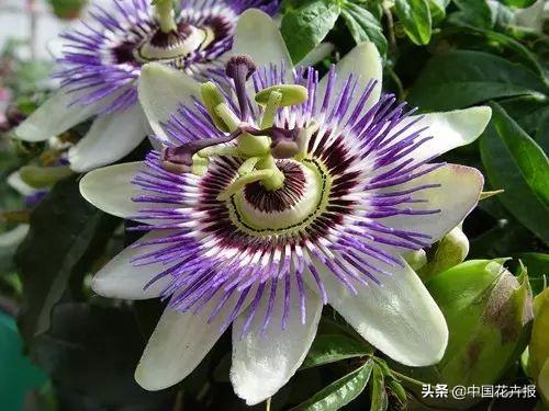 除了“三宝”，打造花园你还需要这些花花草草