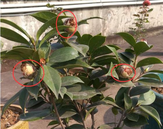 茶花花苞打不开？用上3个“土”方法，一夜绽放，满树花开