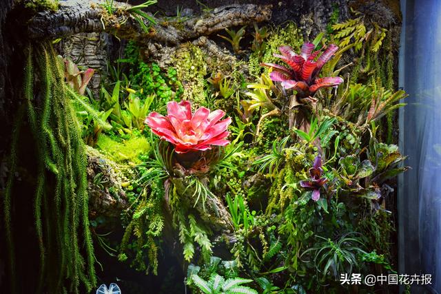 搬去热带雨林不现实，那就把雨林缸带回家吧