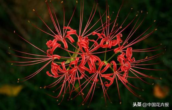 “花开不见叶，叶生不见花”，原来说的就是石蒜啊