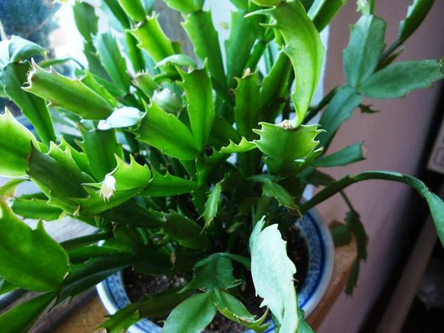 蟹爪兰开完花摘一下，既能一盆变多盆，又能快速二次开花