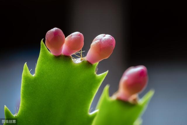 蟹爪兰开完花摘一下，既能一盆变多盆，又能快速二次开花