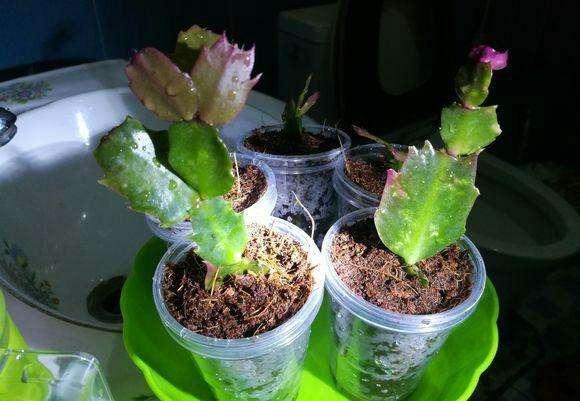 蟹爪兰开完花摘一下，既能一盆变多盆，又能快速二次开花