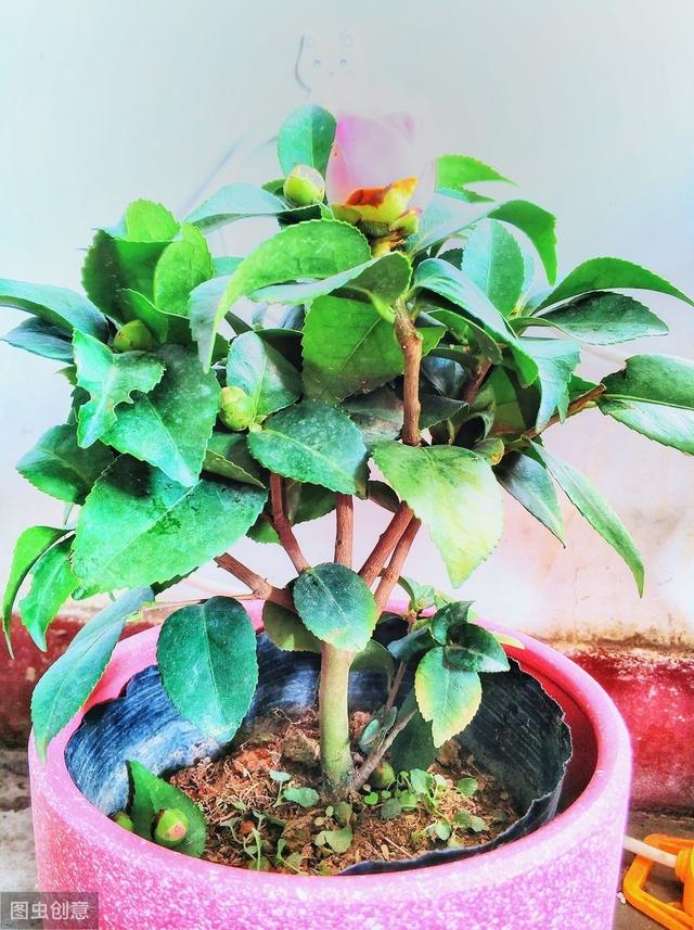改善茶花土壤的酸碱性，用白醋好还是硫酸亚铁好？看完就清楚了