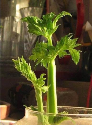 5种吃剩的菜根别丢，种出漂亮的小盆栽，不花一分钱，比花还漂亮