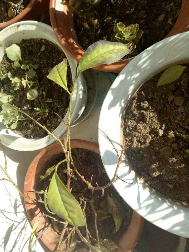 茉莉花有2个症状时别急着扔，注意养护，春天爆满芽，花开一朵朵