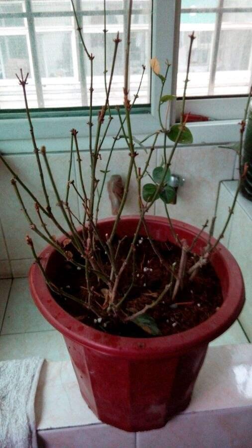 茉莉花有2个症状时别急着扔，注意养护，春天爆满芽，花开一朵朵
