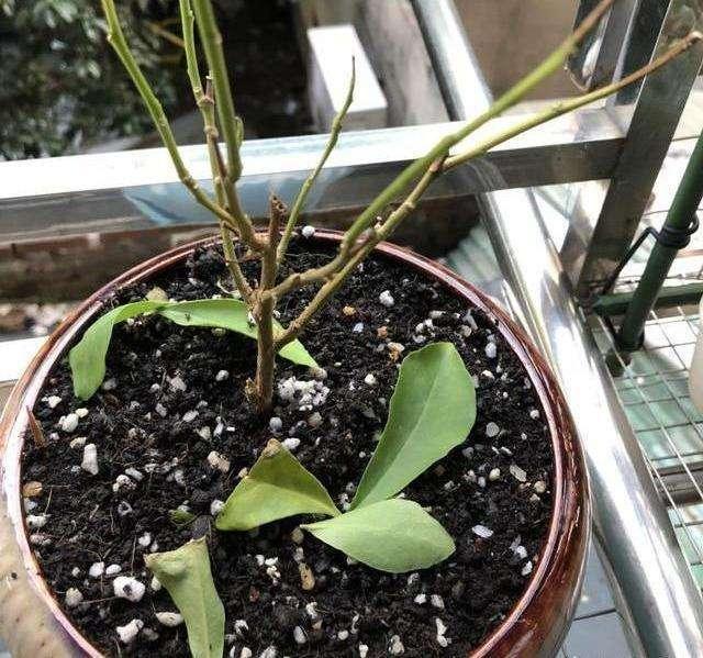 茉莉花有2个症状时别急着扔，注意养护，春天爆满芽，花开一朵朵