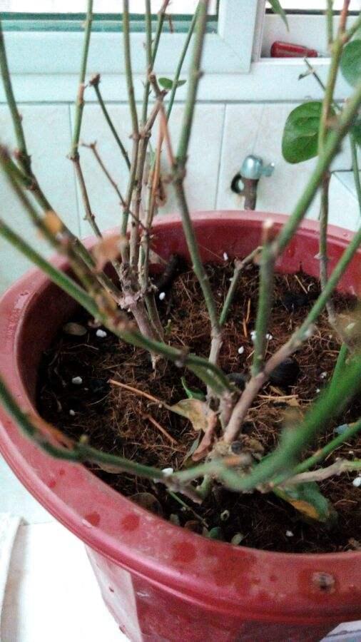茉莉花有2个症状时别急着扔，注意养护，春天爆满芽，花开一朵朵