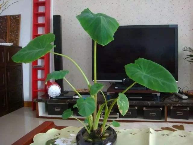 5种吃剩的菜根别丢，种出漂亮的小盆栽，不花一分钱，比花还漂亮