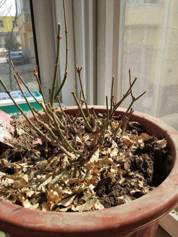 茉莉花有2个症状时别急着扔，注意养护，春天爆满芽，花开一朵朵