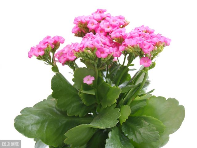 养长寿花提防3种虫子1种病，教你“一网打尽”，叶子翠绿开花多