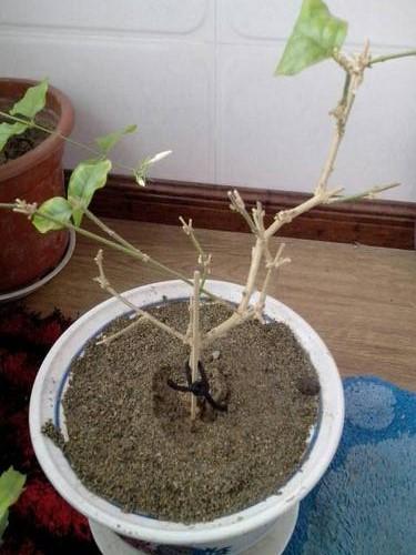 茉莉花有2个症状时别急着扔，注意养护，春天爆满芽，花开一朵朵