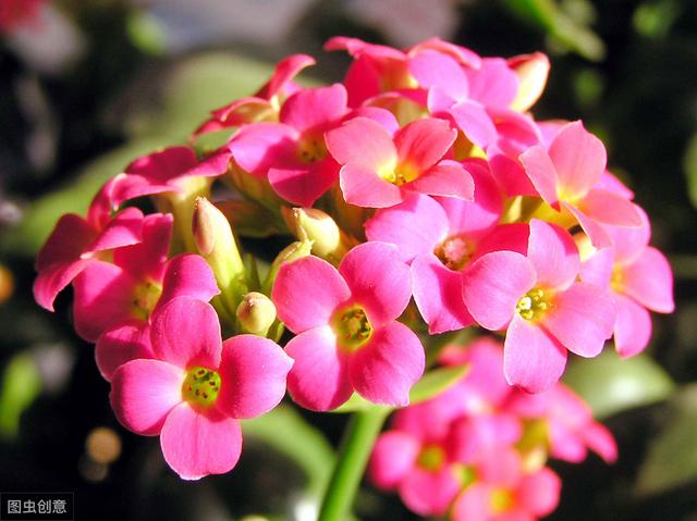 养长寿花提防3种虫子1种病，教你“一网打尽”，叶子翠绿开花多