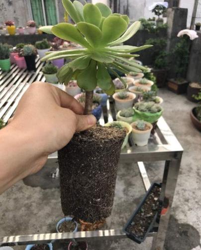 养壮多肉植物法师，只需3步，90天就“开挂”，不比大棚养得差