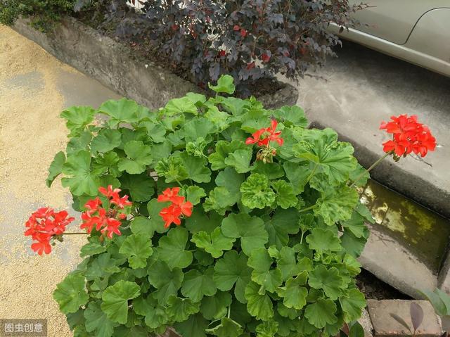 天竺葵叶子发红是受冻“信号”，枝叶翠绿养好根，来年才能开花多