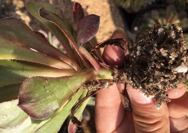 养壮多肉植物法师，只需3步，90天就“开挂”，不比大棚养得差