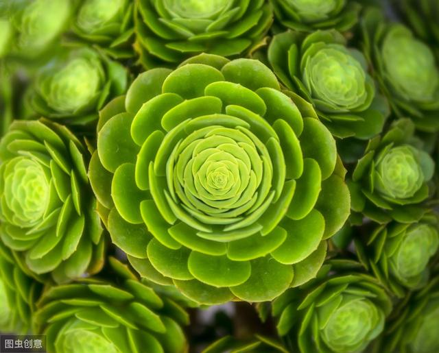 养壮多肉植物法师，只需3步，90天就“开挂”，不比大棚养得差