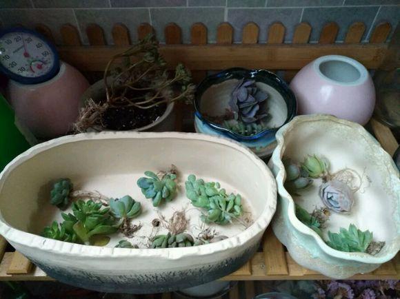 养壮多肉植物法师，只需3步，90天就“开挂”，不比大棚养得差