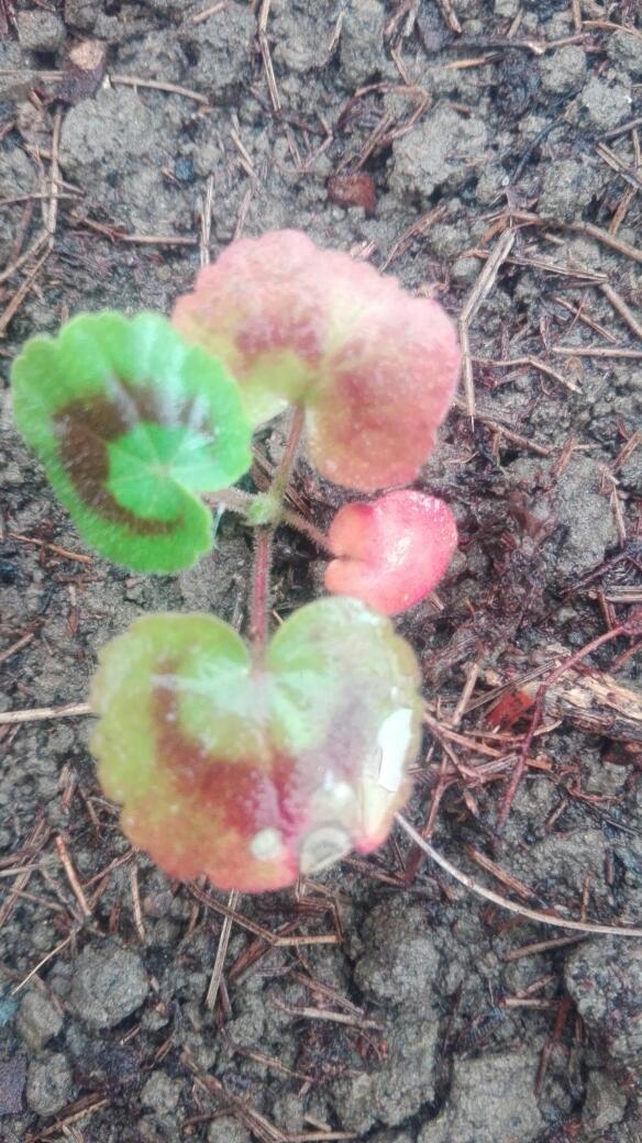 天竺葵叶子发红是受冻“信号”，枝叶翠绿养好根，来年才能开花多