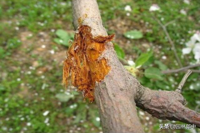 这6类苗木遇到大风，很容易被吹倒、或吹折，如何才能有效预防？