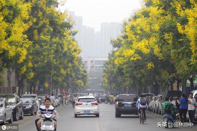 栾树落花、落果时很难清扫，为何还被作为城市绿化树种使用？